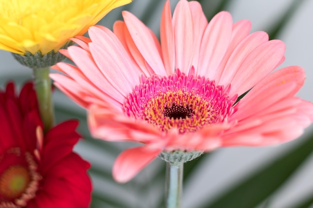 Mooie Gerber-bloemen op grijze achtergrond