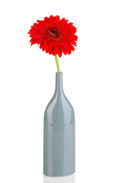 Mooie gerbera in vaas geïsoleerd op wit