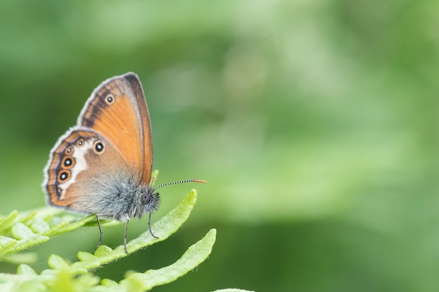 Mooie gestippelde blauw oranje en witte vlinder op een groen varenblad