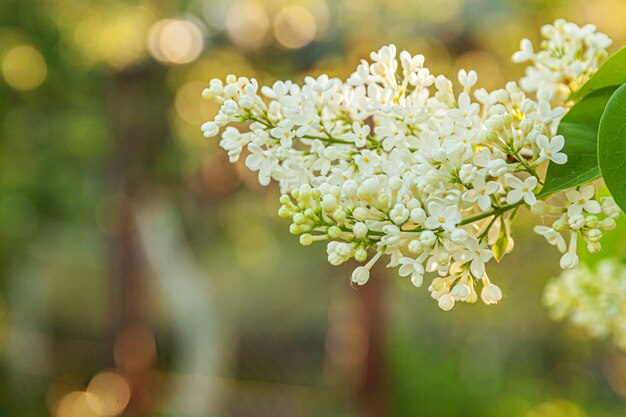 Mooie geur van witte lila bloesem bloemen in het voorjaar