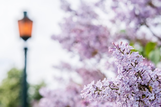 Mooie geurige bloeiende gewone sering Syringa vulgaris tegen de onscherpe achtergrond