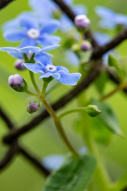 Mooie geurige bloeiende Myosotis op een onscherpe achtergrond van groen