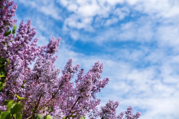 Mooie geurige bloesems lila gewone Syringa vulgaris