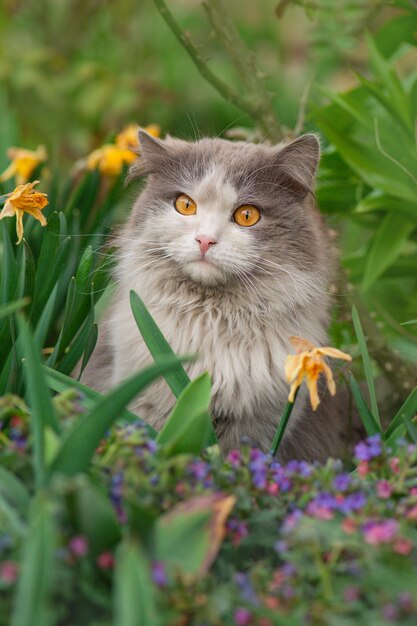 Mooie geweldige kat die van vrijheid buiten geniet