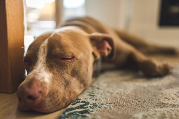 Mooie gg liggend op houten vloer binnen bruine amstaff terrier rusten