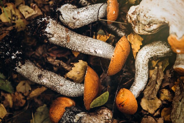 Mooie giftige paddestoelen op een stomp in de herfstbos