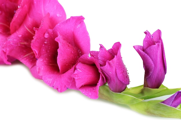 Mooie gladiolenbloem close-up