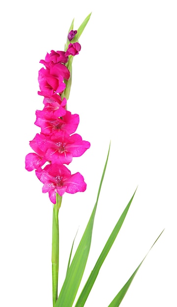 Mooie gladiolenbloem die op wit wordt geïsoleerd