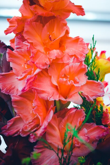 Mooie gladiolenbloem op bloemententoonstelling. Heldere bloemen close-up achtergrond.