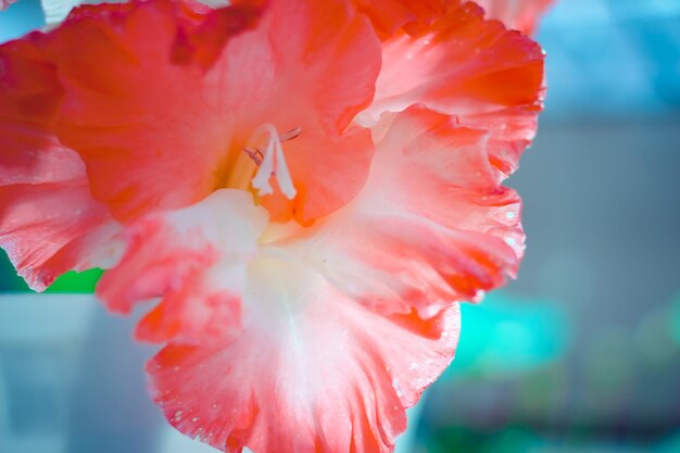 Mooie gladiolenbloem op bloemententoonstelling. Heldere bloemen close-up achtergrond.