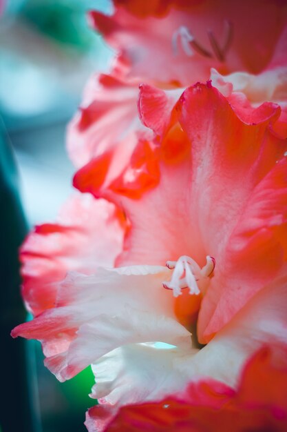 Mooie gladiolenbloem op bloemententoonstelling. Verse bloemenbloemblaadjesclose-up.