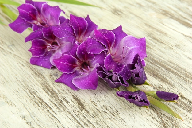 Mooie gladiolenbloem op houten achtergrond