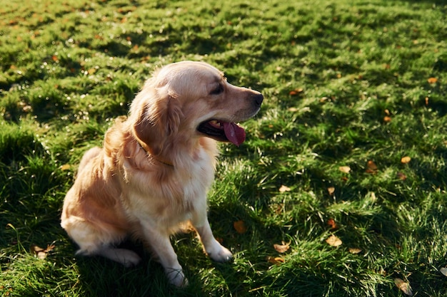 Mooie Golden Retriever-hond maakt een wandeling buiten in het park