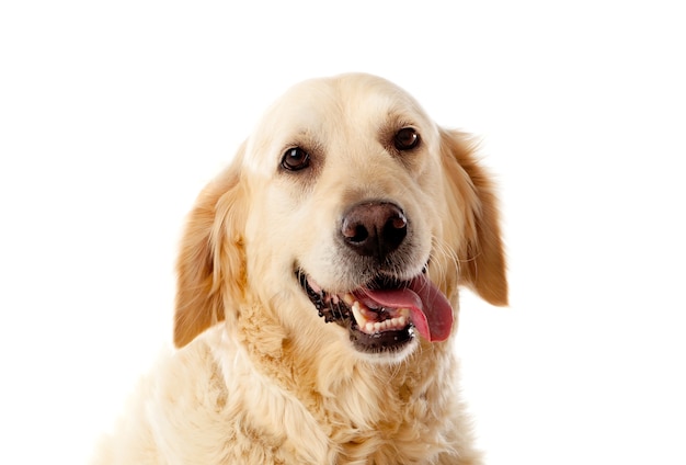 Mooie golden retriever-hond