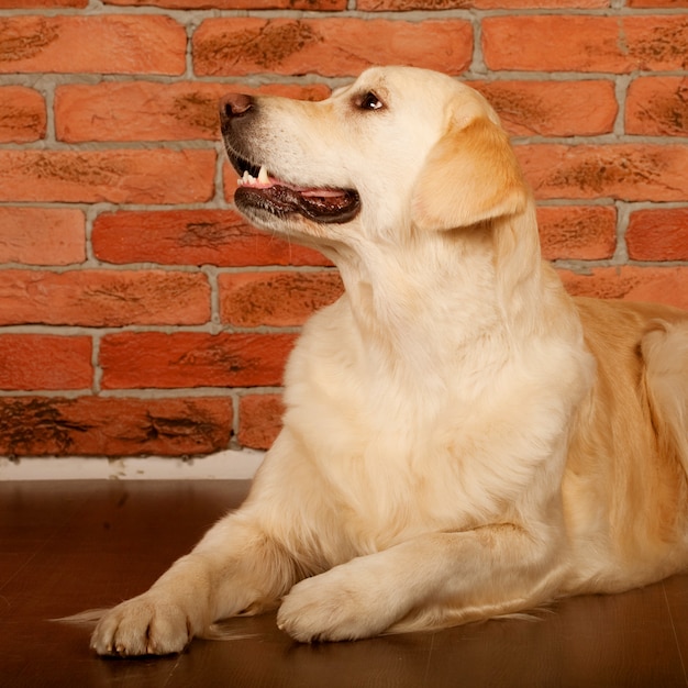 Mooie golden retrieverhond