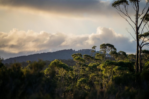 Mooie gombomen en struiken in het Australische bushbos Gumtrees en inheemse planten groeien in Australië