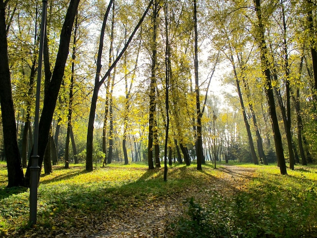 Mooie gouden herfst in het park