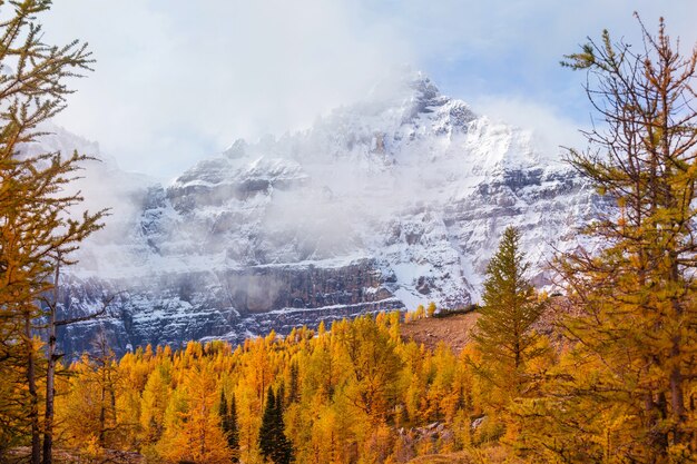 Mooie gouden lariksen in bergen, Canada. Herfst seizoen.