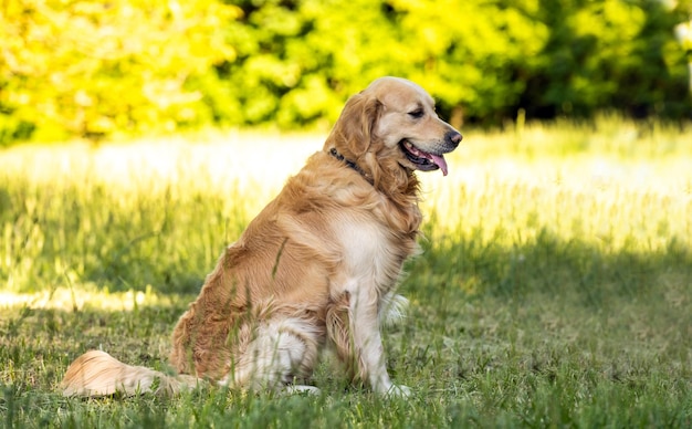 Mooie gouden retriever hond zit op een gras