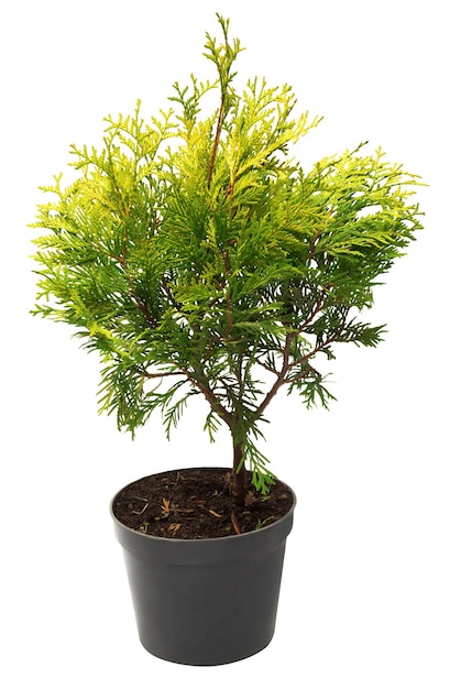 Mooie gouden Thuja in de vorm van een bal geïsoleerd op een witte achtergrond. Boomwortels.