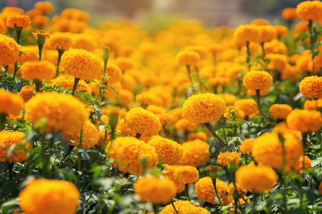 Mooie goudsbloem gele bloemen in de tuin