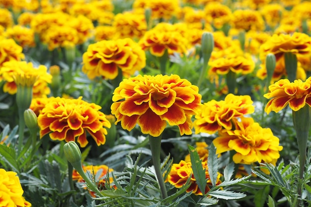 Foto mooie goudsbloembloemen in de weide in tuin voor bacground