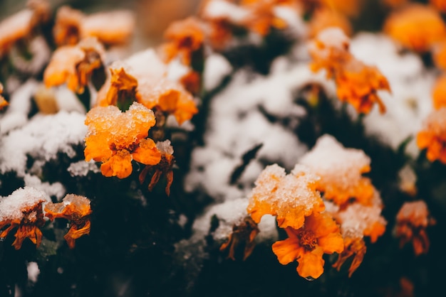 Mooie goudsbloemen in sneeuw buiten het seizoen.