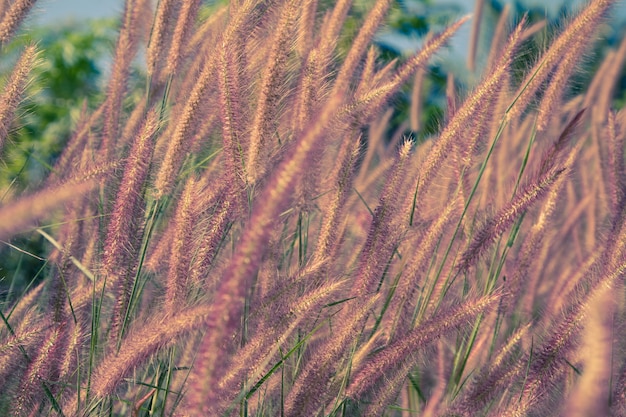 Mooie grasbloem op achtergrond