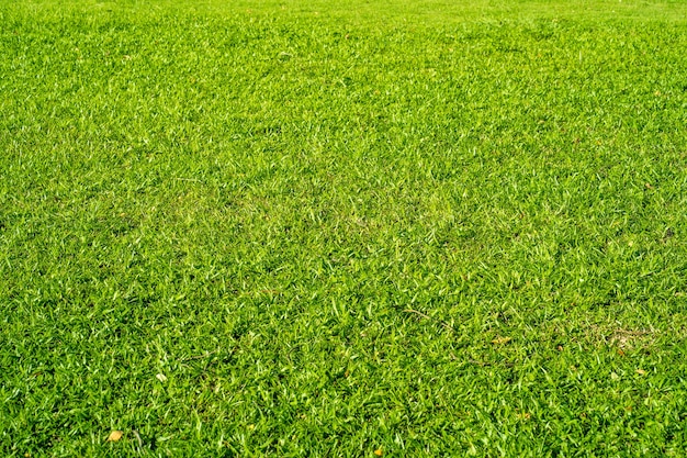 Mooie graslandachtergrond in de zomer