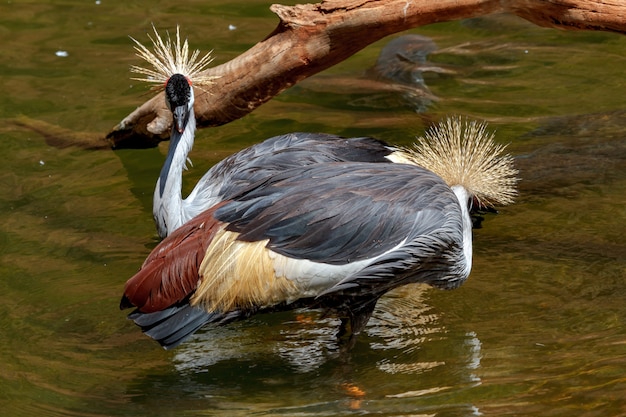 Mooie grijze gekroonde kraanvogel (Grus Grus)