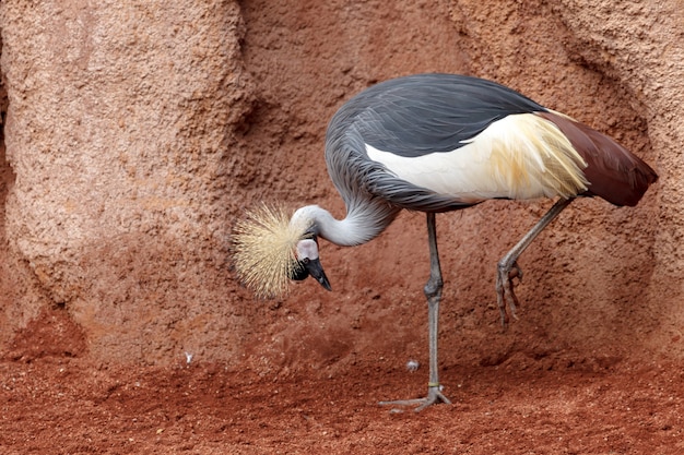 Foto mooie grijze gekroonde kraanvogel (grus grus)