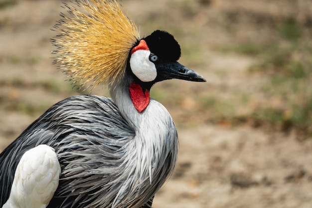 Mooie grijze gekroonde kraanvogel