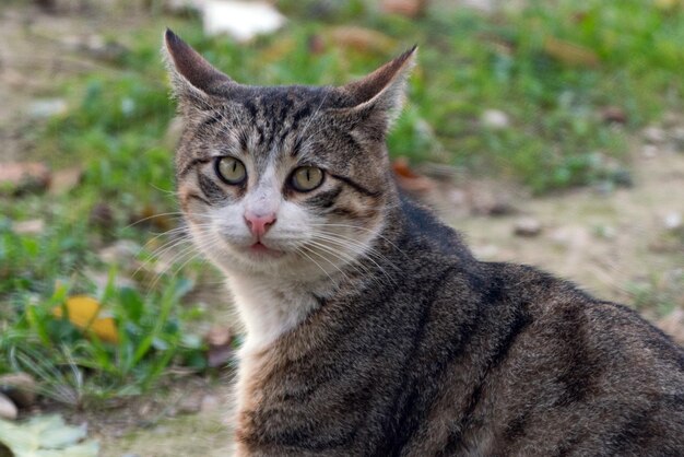 Mooie grijze kat in de tuin