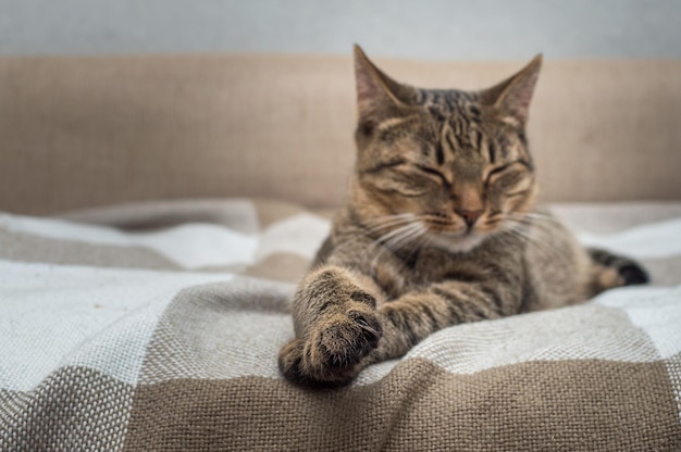 Mooie grijze kat met gele ogen slaapt op het bed Soft focus