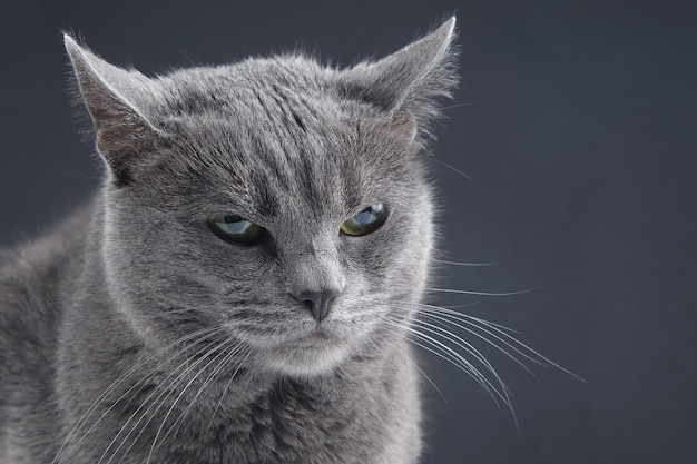 mooie grijze kat op donkere achtergrond. huisdier zoogdier roofdier