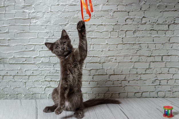 Mooie grijze kat op een bakstenen muurachtergrond