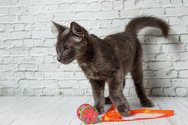 Mooie grijze kat op een bakstenen muurachtergrond