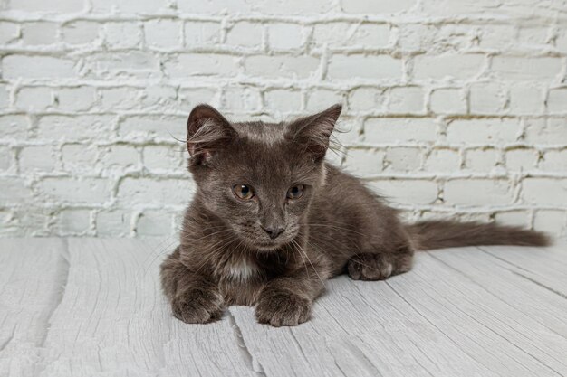 Mooie grijze kat op een bakstenen muurachtergrond