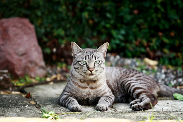 Mooie grijze kat zit buiten