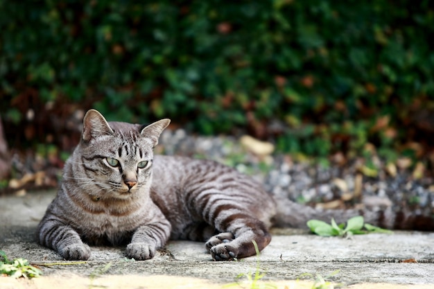 Mooie grijze kat zit buiten