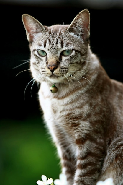 Mooie grijze kat zit buiten