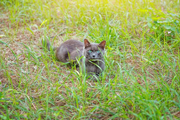 Mooie grijze kat zit in het voorjaar in het gras in het park