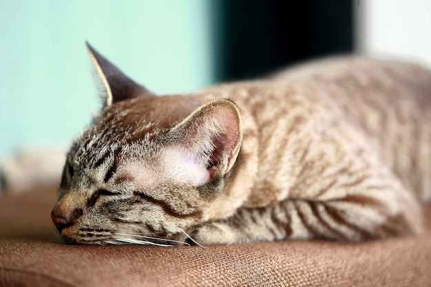 Mooie grijze kat zit op buiten