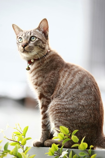 Mooie grijze kat zit op buiten