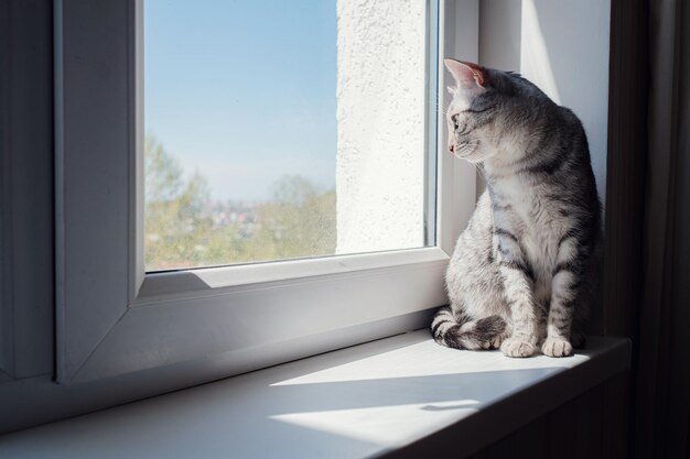 Mooie grijze kat zittend op de vensterbank en kijkend naar een raam