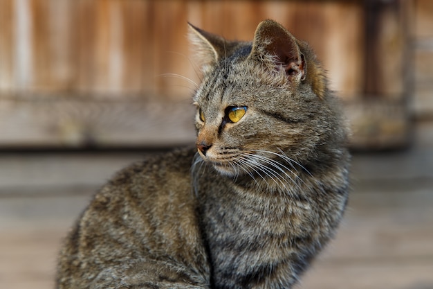 Mooie grijze kat zittend op een houten veranda.