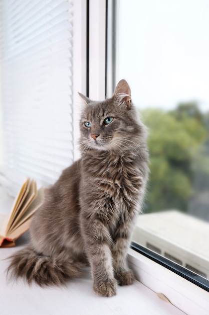 Mooie grijze kat zittend op een raambord met boek, close-up