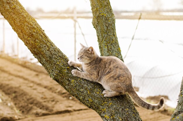 Mooie grijze kitten op een boom. Pet. Dier. Selectieve aandacht