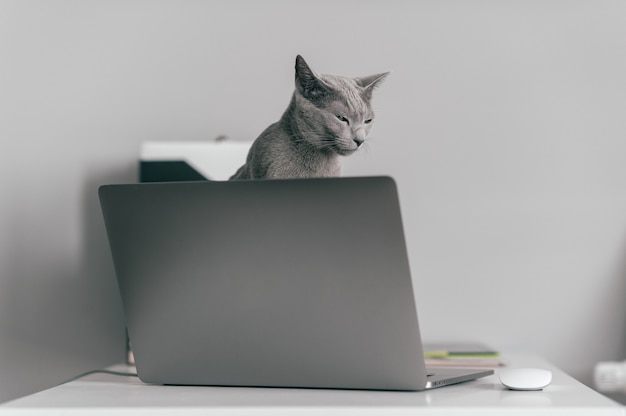 Mooie grijze kitten zittend op laptop thuis.