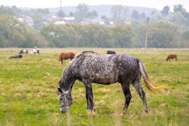 Mooie grijze paard grazen in groen grasland zomer veld.